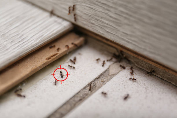 Best Pest Control Treatment  in Mount Rainier, MD