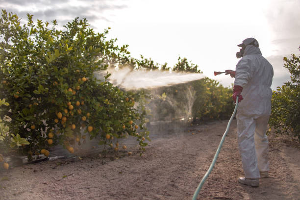 Best Termite Control Services  in Mount Rainier, MD