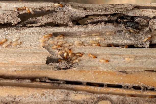 Best Cockroach Control Services  in Mount Rainier, MD