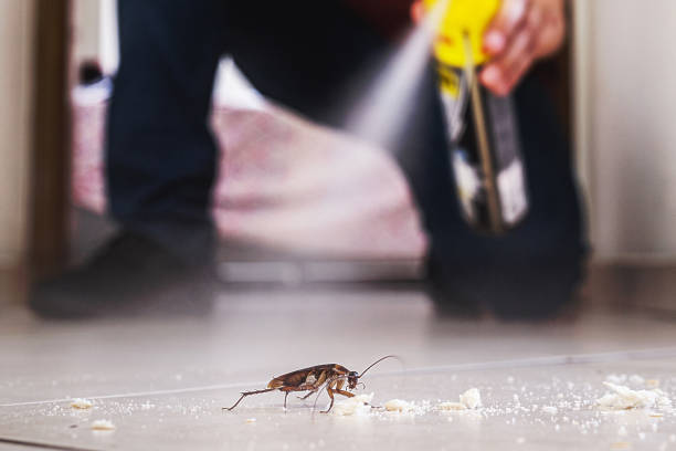 Best Flea Control Services  in Mount Rainier, MD